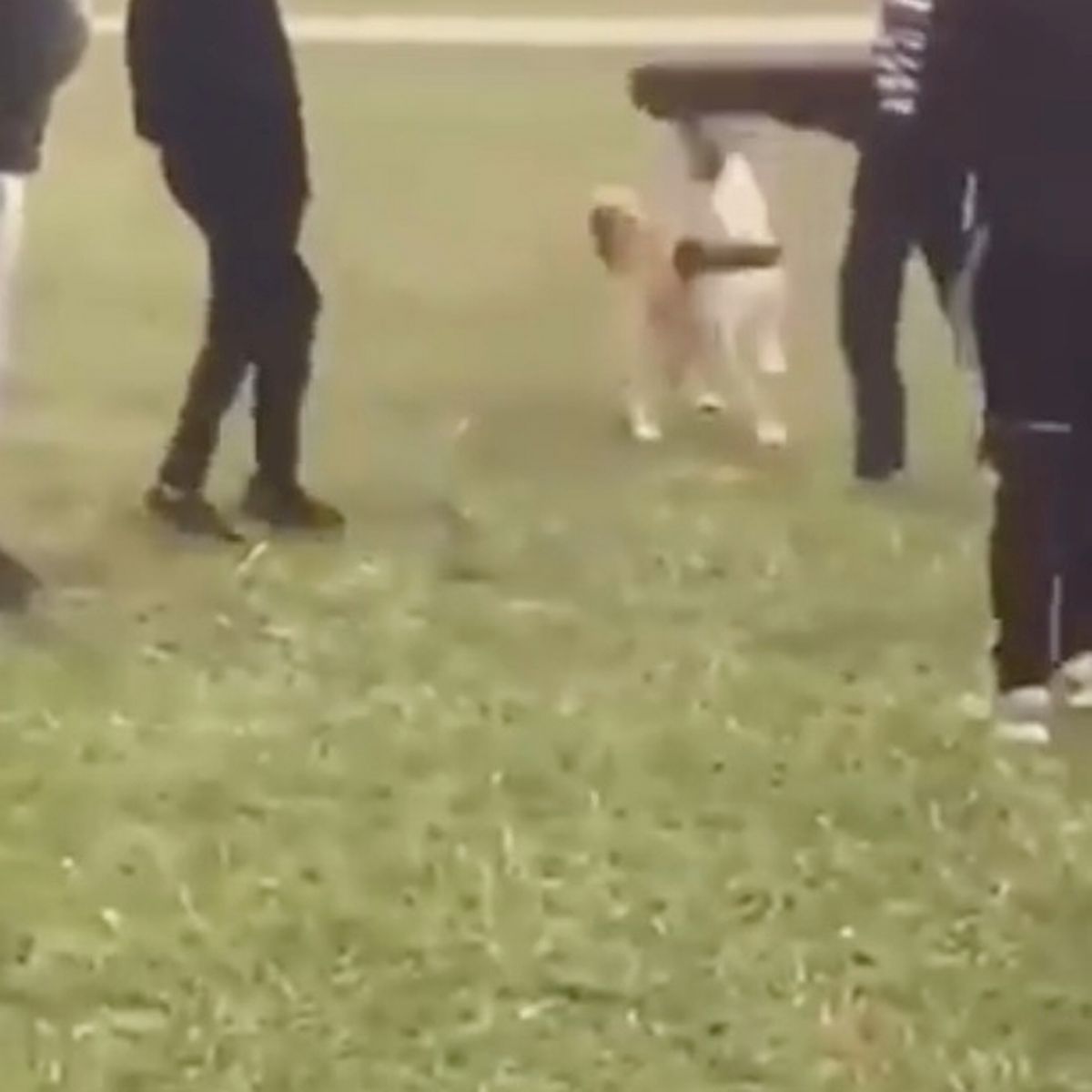 Racist filmed kicking dog in the face flees city amid public disgust over attack
