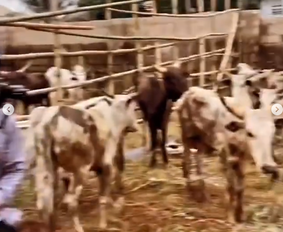 Friends And Associates Give Obi Cubana 246 Cows For His Mum's Funeral 