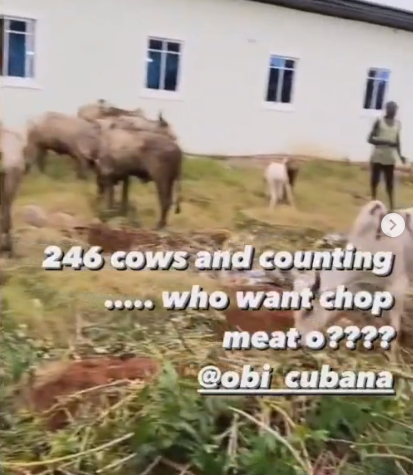 Friends And Associates Give Obi Cubana 246 Cows For His Mum's Funeral 