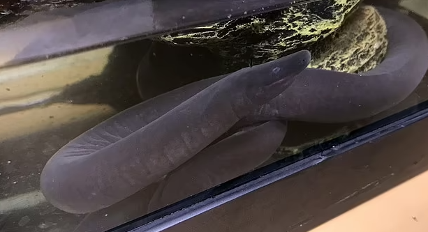 'P.e.n.i.s snakes' from South America have taken up a canal near the Miami International Airport 3 s4 1