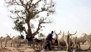 N2m assumed cost of cow: Gani Adams slams Miyetti Allah