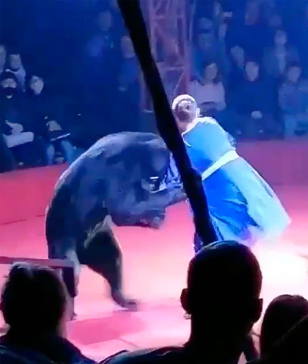 Horrific moment bear attacks pregnant woman in front of terrified children at circus 1 w2 3