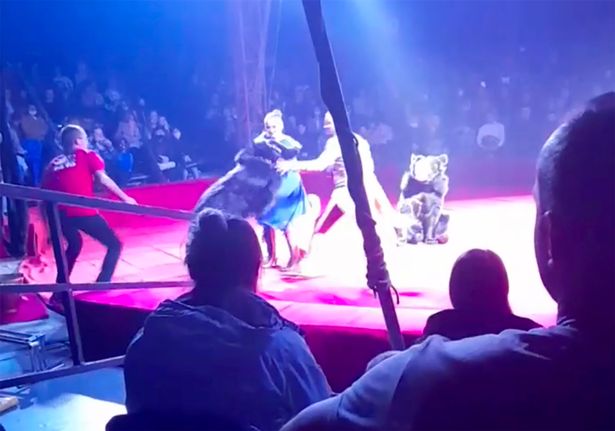 Horrific moment bear attacks pregnant woman in front of terrified children at circus 2 w3 3