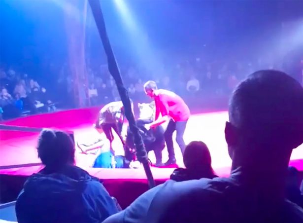 Horrific moment bear attacks pregnant woman in front of terrified children at circus 3 w4 2