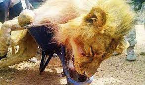 Local Hunters Kill Lion In Sambisa Forest